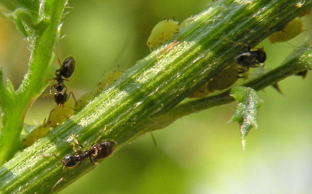 Plagiolepis pygmaea con Aphis nasturtii?